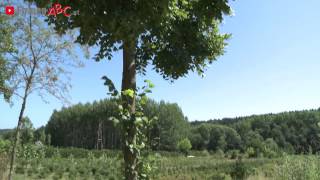 Baumschule und Forstgarten Pichling in St Stefan ob der Stainz Steiermark [upl. by Borg]