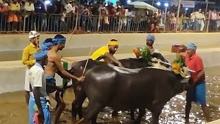 Kambala Start Balkunje Mangalore 2024 [upl. by Sitnalta]