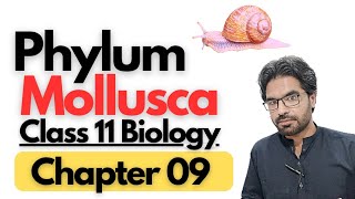 Phylum Mollusca General Characteristics and overview [upl. by Sato]