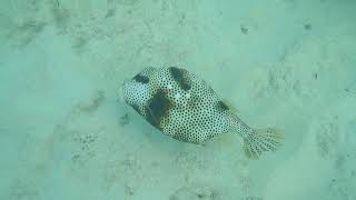 Spotted Trunkfish [upl. by Lorrin]