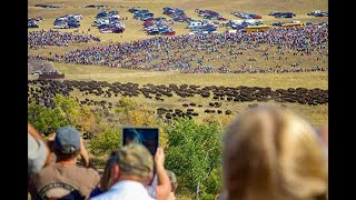 Buffalo Roundup Custer State Park South Dakota [upl. by Quinta432]