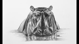 DRAWING the Hippopotamus [upl. by Harahs623]