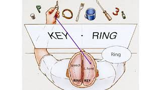 2 Split Brain Research [upl. by Volney]