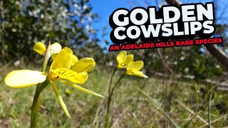 Golden Cowslip Orchids  An Adelaide Hills Rare Species [upl. by Nevlin84]