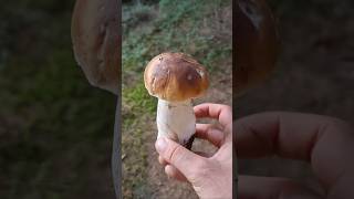 porcinimushrooms fungi wildmushrooms waterbody boletusedulis nature food boletus [upl. by Rehportsirhc]