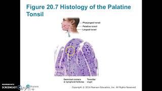 Lymphatic system Part 3 MALT appendix peyers patches [upl. by Emersen]