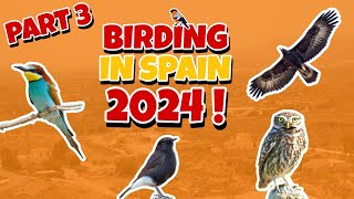 Birding In Spain 2024  Part 3 Cantoria amp Vera [upl. by Ettolrahs]