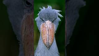 Mighty Ruler from East Africa  Shoebill Stork [upl. by Fougere]