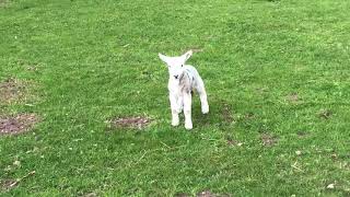 Cute baby lamb has a loud baa [upl. by Yodlem]