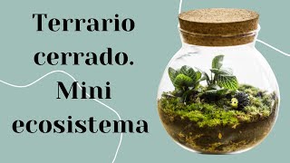 Como hacer un TERRARIO CERRADO  Mini ECOSISTEMA en un recipiente  cuidados y mas [upl. by Eicaj]