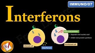 Interferons INFα INFβ and INFγ FLImmuno07 [upl. by Alesiram21]