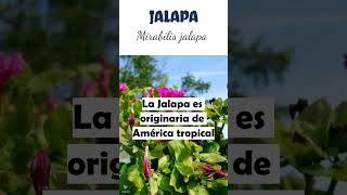 JALAPA  plantas medicine medicinalplants agroecology agriculture agricultura shorts [upl. by Navad440]