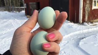 11 Chickens That Lay Colored Eggs Olive Blue and Pink Hen Eggs [upl. by Lenno]