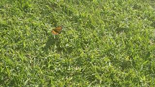 Wanderer butterfly Danaus plexippus [upl. by Gambrell250]