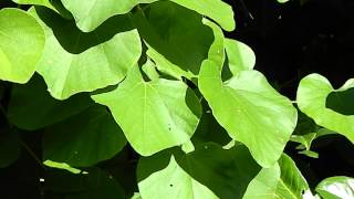 Aristolochia durior macrophylla [upl. by Aicitan]