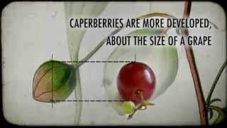 What are Caperberries [upl. by Pangaro]