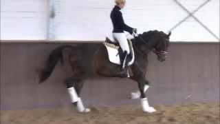 wwwdressagetalentscom  Dark Masterpiece [upl. by Akimal]