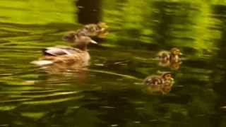 Mallard Anas platyrhynchos with Ducklings  Stockente mit Küken 1 [upl. by Bathesda]