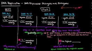 DNA Replication Part 2 of 3  DNA Polymerases  Prokaryotes and Eukaryotes Comparison [upl. by Cherian664]