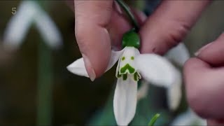 Kew Gardens  Year in the Bloom 1  The Snowdrops [upl. by Teador]