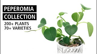 HUGE Peperomia Collection Tour with 70 Different Species and Cultivars  Plant Collection Ep 2 [upl. by Ruddie]