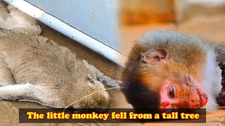 Too dangerous The little monkey fell from a tall tree is it okay [upl. by Hunter]