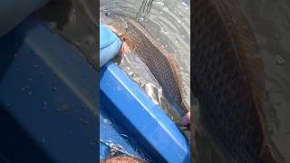 FloodTide Fall Redfish in the Marshes of Charleston South Carolina [upl. by Mcginnis]