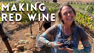 How to make red wine no talkingrelaxation [upl. by Ellie685]