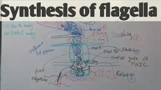 synthesis of flagella Cell lecture 12th part c [upl. by Uttasta500]