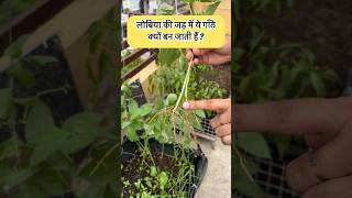 सब्जी जो आसानी से साल में कभी भी लगा सकते हैं Easy growing all season vegetable for new gardeners [upl. by Francesco886]