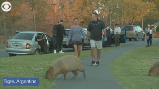 Hundreds of capybaras overrun neighborhood in Argentina [upl. by Ilat]