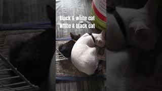 White amp Black Cat  Black amp White Cats [upl. by Ahcirt]