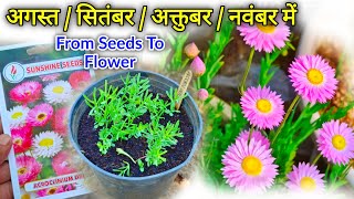 Acroclinium Flower Seeds How To Grow  Acroclinium Seeds Germination [upl. by Genevra]