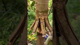 Ficus Racemosa ‼️ bonsai bonsaiadventure bonsaitree bonsaigarden bonsaiasia nature [upl. by Meggi]