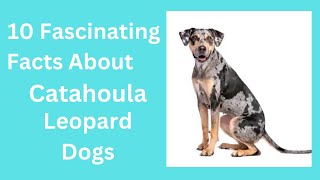 10 Fascinating Facts About Catahoula Leopard Dogs [upl. by Aldercy]