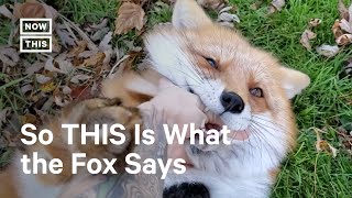 Foxes Go Viral for Their Giggles [upl. by Dorise]