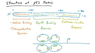 p53 mutations in cancer [upl. by Neerehs]