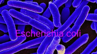 Escherichia coli [upl. by Rheinlander]