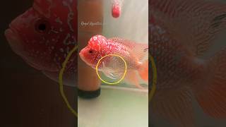 How to Do the Deworming deworming flowerhorn arowanakeepers [upl. by Assylla573]