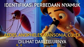 Identifikasi perbedaan nyamuk aedes anopheles mansonia culex dilihat dari telur [upl. by Ataner]