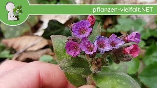 Geflecktes Lungenkraut  Blüten  280318 Pulmonaria officinalis  PflanzenBestimmung [upl. by Noreh307]