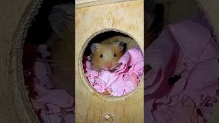 Hamster। cute hamster [upl. by Alick]