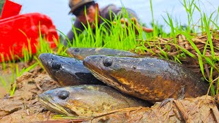 amazing fishing in the morning catch a lot of fish snails and crabs by best hand a smart fisherman [upl. by Kemeny]