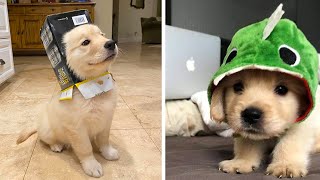 Funny and Cute golden retriever Puppies Compilation 2 Cutest Golden Puppy 2020 [upl. by Marybeth]