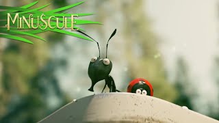 Minuscule Valley of the Lost Ants 15s TV Spot [upl. by Girish]