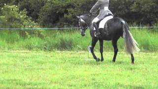 Novice 30 Dressage test [upl. by Suirtemed323]