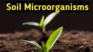 Soil MicrobiologySoil MicroorganismsImportanceTypesRohitMane Scientistracademy [upl. by Berenice]