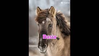 Twoje imię twój koń part 4💗🌸🐴🐎🍁🍂🧡💗🌸🌸 chciecie part 5👻wybijsię [upl. by Ppilihp]