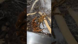 Pterinochilus murinus RCF Orange Baboon Tarantula Pairing [upl. by Suoiluj112]