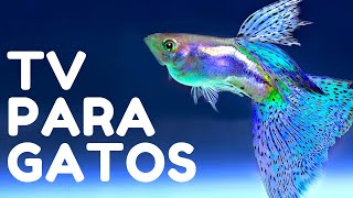 Videos para Gatos de Peces para Jugar  Juego de Pescados Para Gatos y Para Perros [upl. by Sirrah]